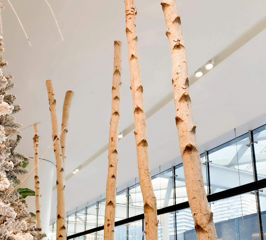 Birch Poles toronto